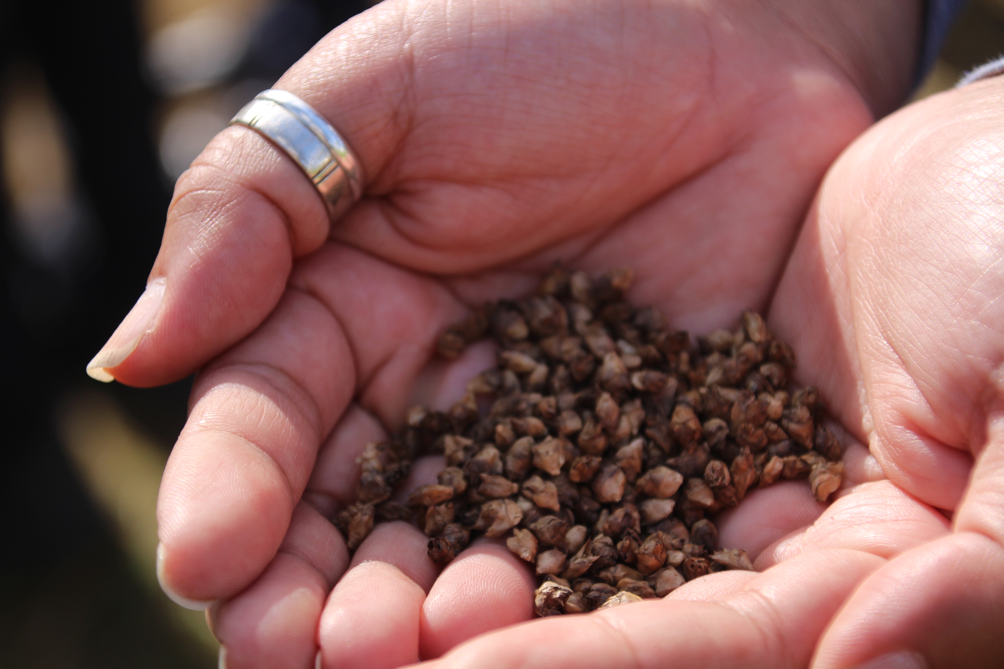 Tree Seeds in Palm